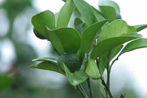 �V�[�N���[�T�[�̏Љ�